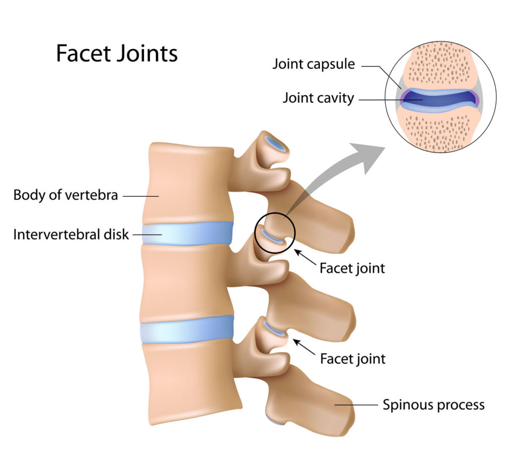 Facet Joints